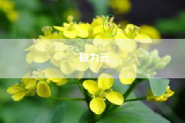 磁力云